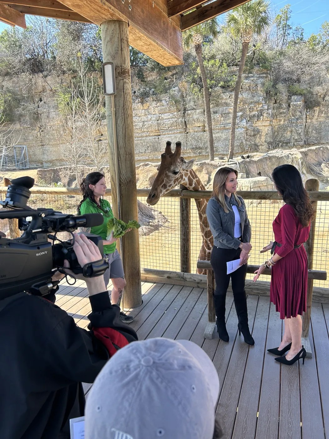 News crew filming a giraffe segment at San Antonio Zoo