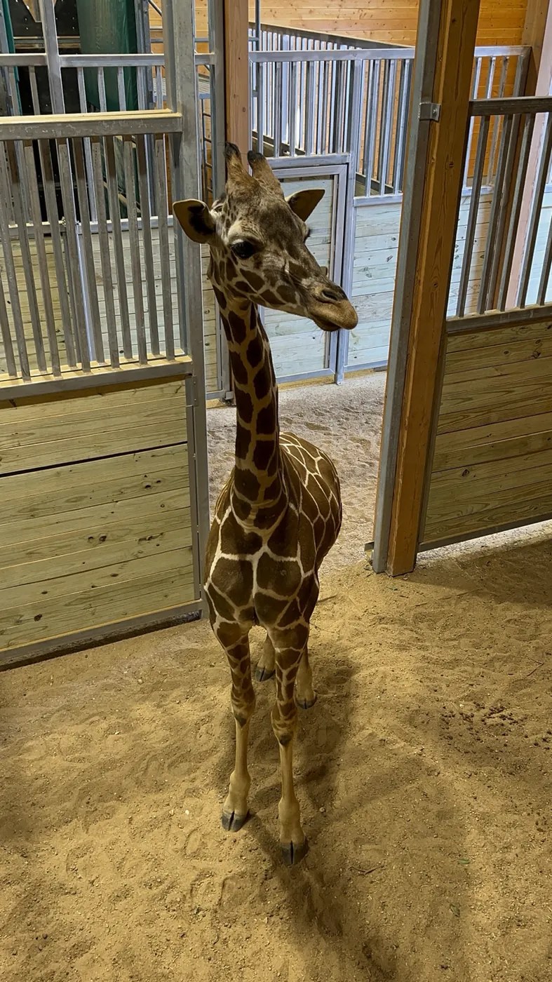 Baby giraffe in a behind-the-scenes barn area at San Antonio Zoo